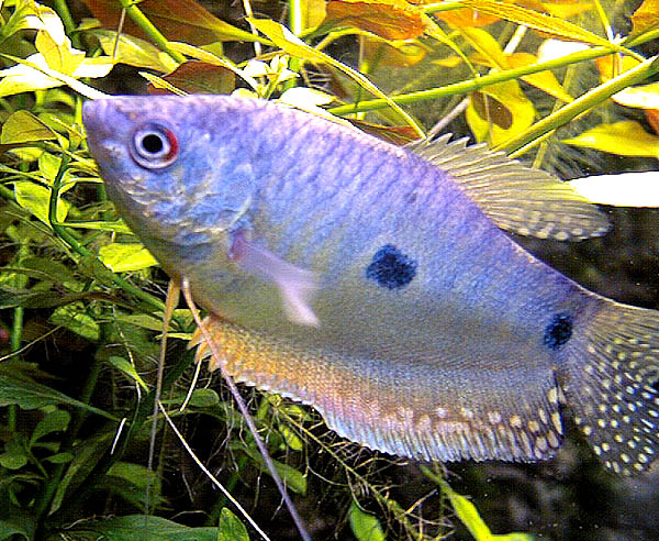blauer_fadenfisch_male_totale.jpg