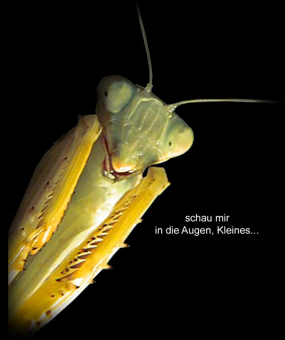 Mantis Mansion Gottesanbeterin & Co.