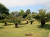 Arke-Madeira-120