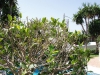 Marbella-2004-95